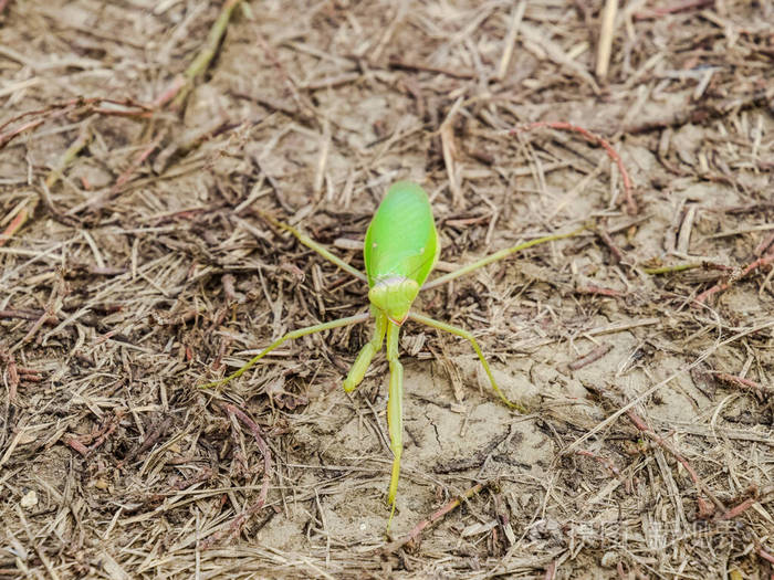 螳螂趴在地上螳螂看着摄像机螳螂昆虫