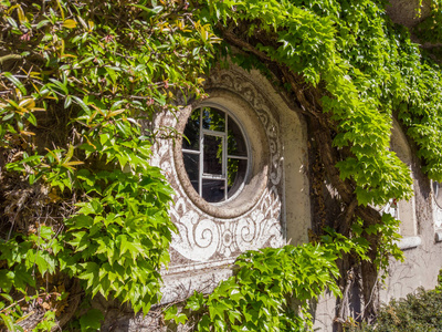 老年人 古董 玻璃 古老的 外观 建筑 常春藤 房子 植物