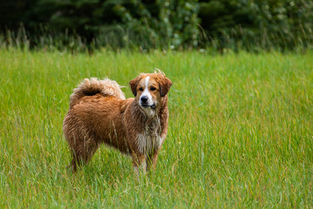 一只红色毛皮的狗在草地上看着等待