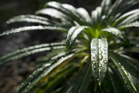 生活 液体 植物 露水 花园 天气 夏天 早晨 纯洁 特写镜头