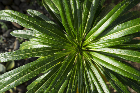 天气 液体 夏天 早晨 自然 植物 生长 环境 生活 纹理