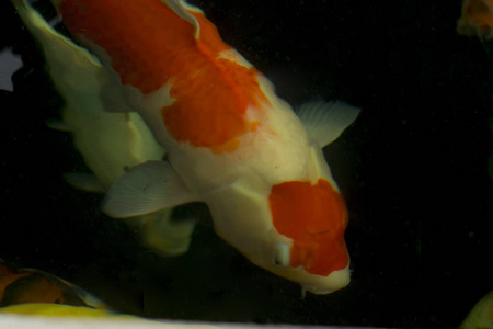 水族馆 海洋 池塘 海的 金鱼 大米 游泳 宠物 海藻 动物