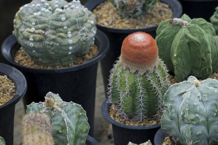 甜瓜 沙漠 仙人掌 颜色 夏天 植物区系 植物 美丽的 成长