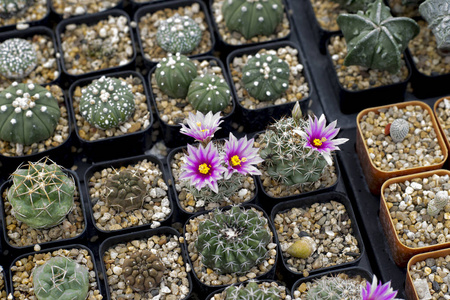 自然 花园 生长 夏天 特写镜头 颜色 植物区系 花瓣 沙漠