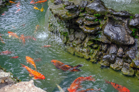 花园 宠物 美丽的 日本 挑剔 动物 亚洲 金鱼 锦鲤 颜色