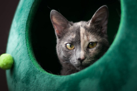 乐趣 眼睛 宠物 有趣的 猫科动物 美丽的 肖像 动物 胡须