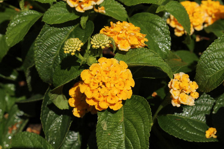 大叶鼠尾草图片