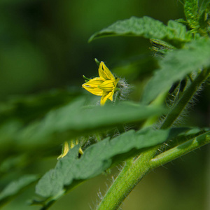 夏季花园里绿色灌木上的黄色番茄花