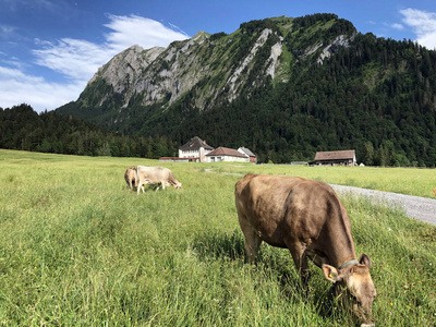 阿尔卑斯山 夏天 村庄 牧场 农事 国家 山谷 瑞士人 奶牛