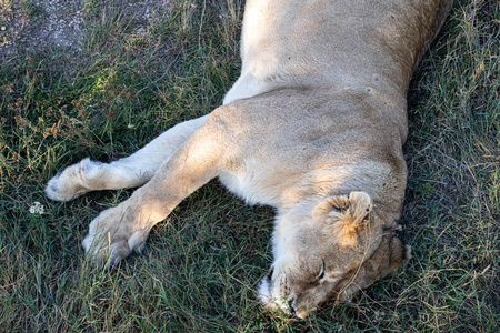 猎人 捕食者 可爱的 肖像 自然 动物 母狮 哺乳动物