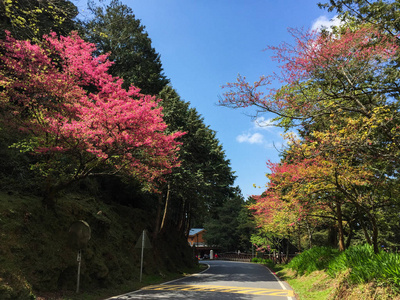 台湾阿里山樱花盛开