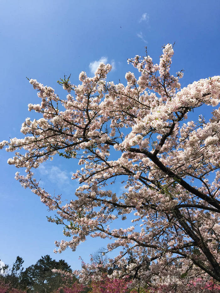 台湾阿里山樱花盛开