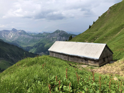 森林 生态学 自然 旅行 徒步旅行 夏天 乡村 开花 生物