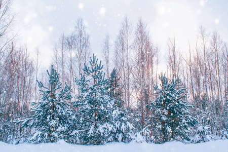  Frozen winter forest with snow covered trees.