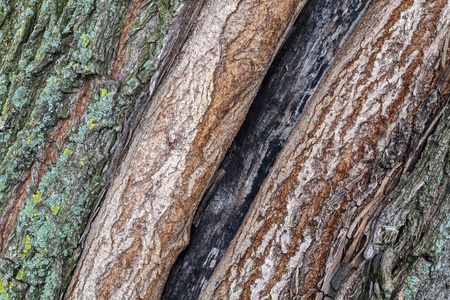 自然 树干 纹理 森林 材料 植物 古老的 木材 特写镜头