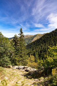 美丽的 蓝天 颜色 法国 扫帚 高的 公园 小山 风景 牧场