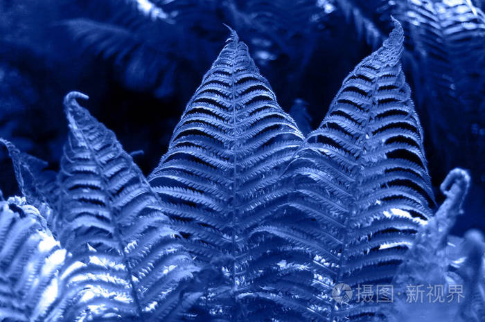 阳光下的蕨类植物叶子流行的热带蓝色背景特写