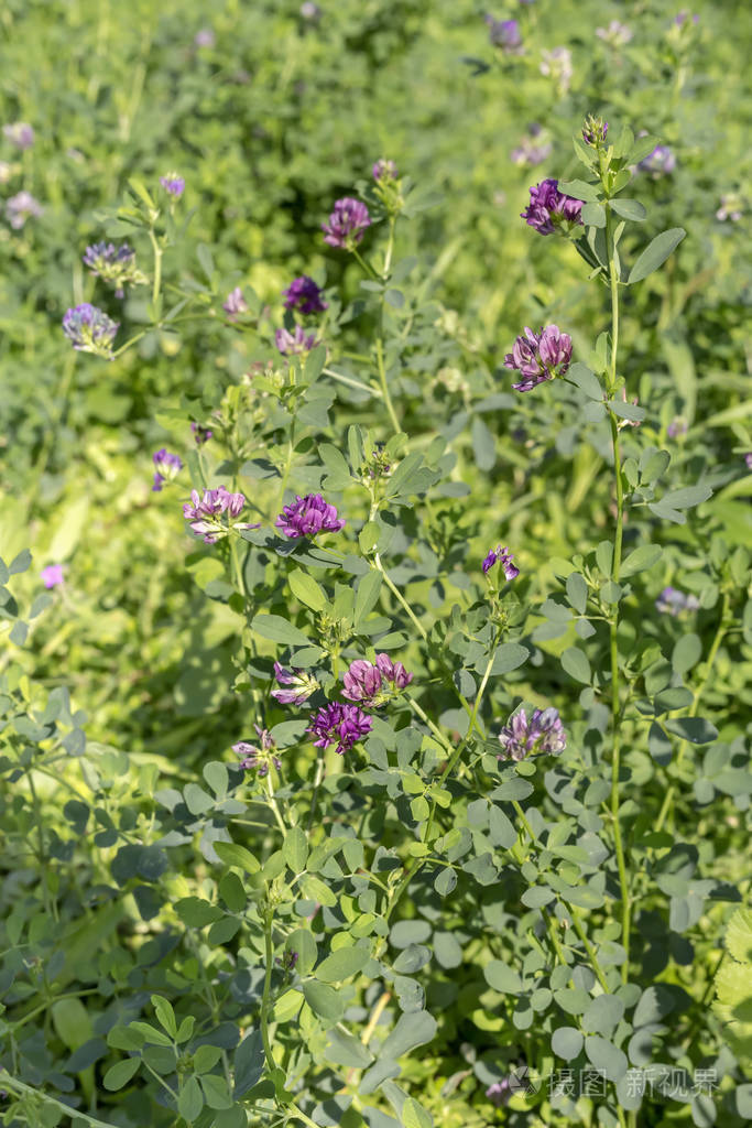 植物紫花苜蓿生长在高山草甸特写
