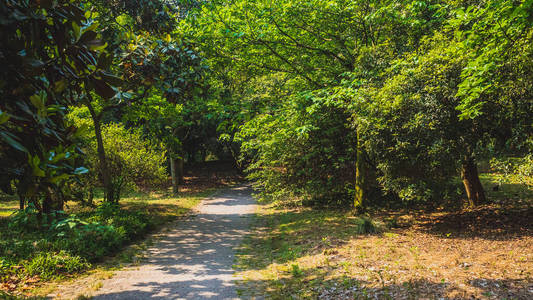 中国杭州西湖公园林间小路图片