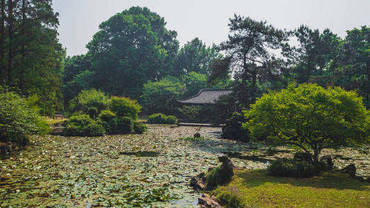 杭州西湖公园荷花池图片