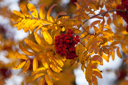 自然 枫树 环境 森林 生长 颜色 十月 美丽的 秋天 特写镜头