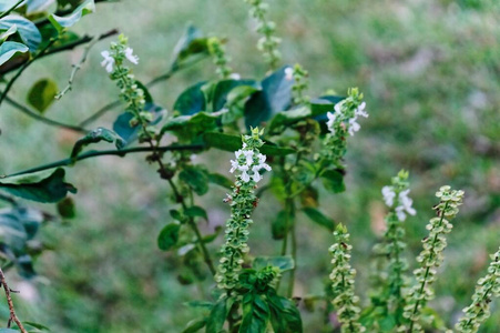 花园里的罗勒花草