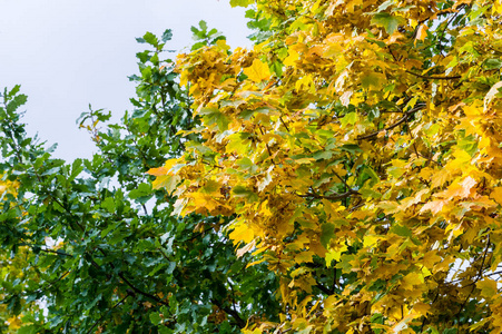 季节 自然 十一月 乡村 美丽的 风景 橡树 木材 墙纸