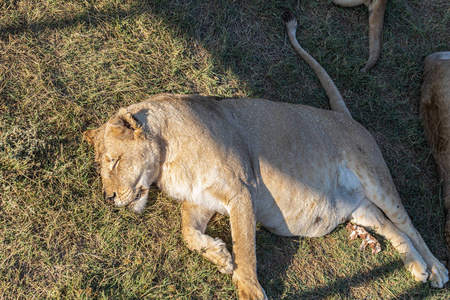 捕食者 自然 毛皮 猎人 公园 日落 母狮 美丽的 动物