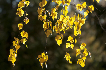 自然 森林 秋天 特写镜头 美丽的 十一月 季节 植物区系