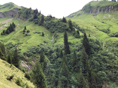 天空 旅行 树干 小山 季节 树叶 松木 高的 植物 自然