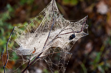 蛛网，蛛网，蜘蛛网，网，纸巾，蜘蛛网