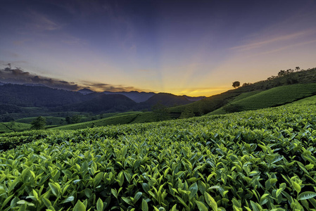 越南普陀龙科绿茶山概况。
