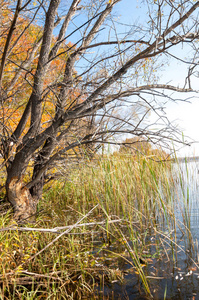 湖面上的秋日宁静倒映在水中的树木