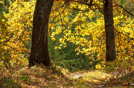 Fall landscape. Beautiful autumn forest in the national park So