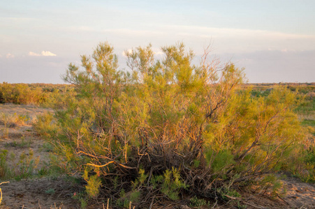 草原沙哈萨克斯坦。沙漠中的春天。我的三角洲