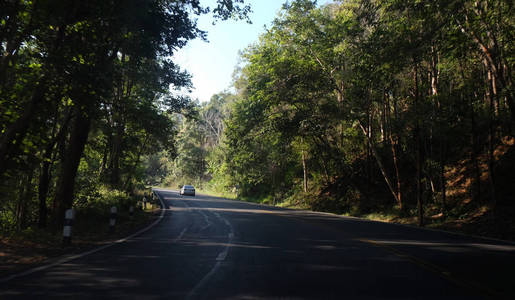 柏油路穿越森林，绿色自然背景