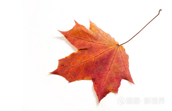 秋天的枫叶枫叶枫树的叶子用作