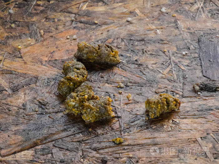 狗屎在笼子的地板上狗屎