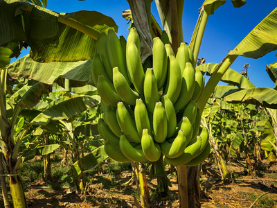 香蕉树种植园图片