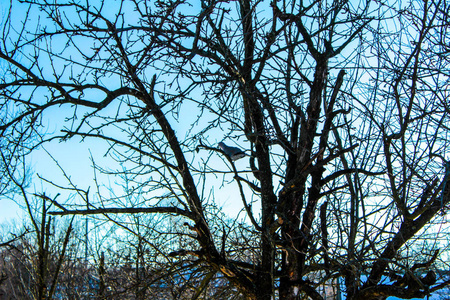 鸽子在树上野鸽在树上