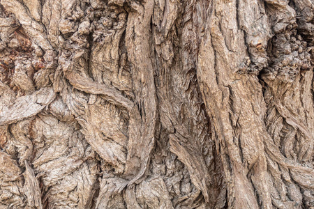 纹理 植物 树干 自然 特写镜头 材料 森林 古老的 柳树