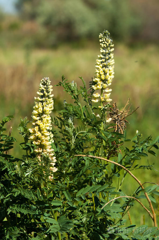 甘草.甘草,照片-正版商用图片27939g-摄图新视界