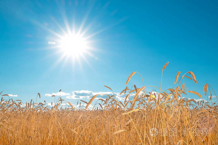 麦穗在麦田蓝天和阳光的映衬下收获成熟农业背景