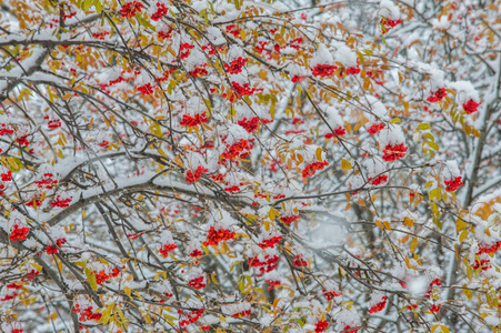 纹理，背景，图案。第一场雪。白色蓬松。大叫