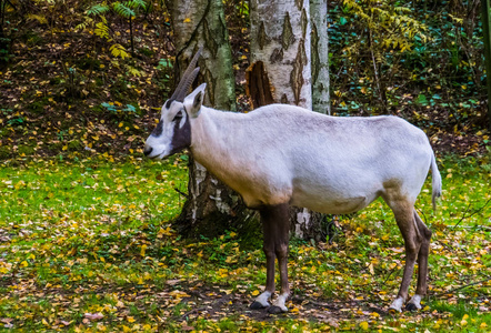 阿拉文图片-阿拉文素材-阿拉文插画-摄图新视界