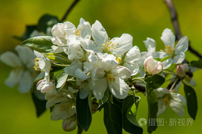 春天的风景 苹果 春花盛开 一个开着花的苹果照片 正版商用图片2795qt 摄图新视界
