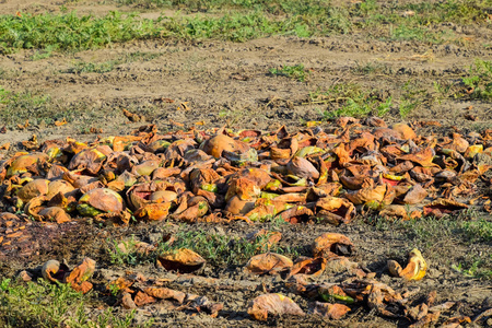 Heaps of rotting watermelons. Peel of melon. An abandoned field 