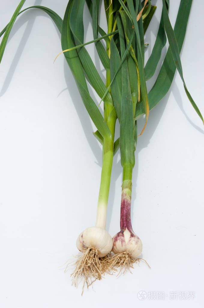 大蒜大蒜在叶柄上还没有成熟