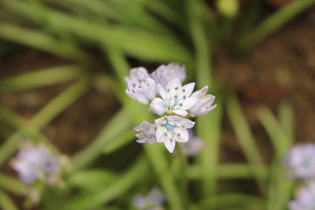 百合花 欧洲 瑞士 海鞘 西伯利亚 天门冬科 植物区系 明星