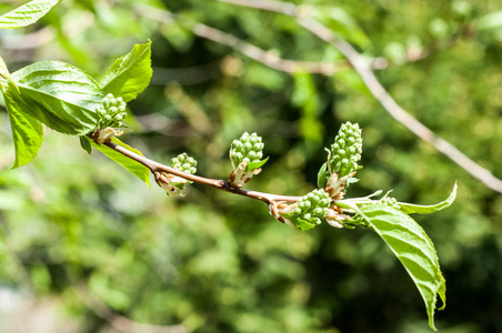 Texture of background image, Spring landscape, the first leaves 